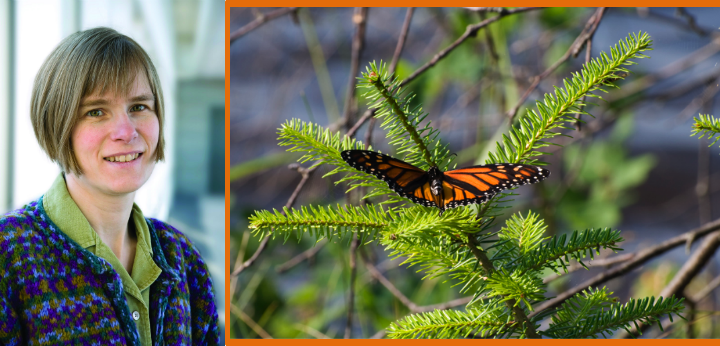 New Engaging Mathematics Teaching Manual Explores the Calculus of Milkweed and Monarchs