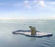 A polar bear managed to get on one of the last ice floes floating in the Arctic sea. Due to global warming the natural environment of the polar bear in the Arctic has changed a lot. The Arctic sea has much less ice than it had some years ago. Photo credit: Gerard Van der Leun (CC BY-NC-ND 2.0)